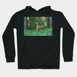 White-Tailed Deer Fawn on the run Hoodie